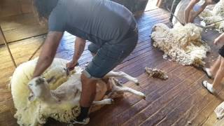 Ewenique Shearing out WainuioruMasterton Nz [upl. by Graf]