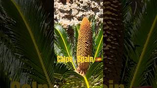 Calpe Spain 🇪🇸🔥🔥🔥calpe spain spainish travel travelvlogs travelvideo [upl. by Eeuqram311]