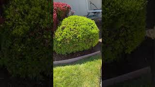 Pressure Washing Driveway construction housecleaning birdproofing [upl. by Dedrick]