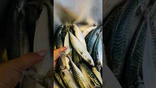 MACKEREL FISHING NY HELLESUND SØGNE [upl. by Aray]