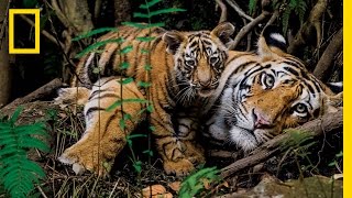 Tigers Forever Saving the Worlds Most Endangered Big Cat  National Geographic [upl. by Gyasi]