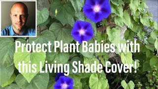 Use this Living Shade Cover Morning Glory to Protect Your “Plant Babies” [upl. by Nonac108]