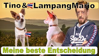 Thailand 🇹🇭 meine beste Entscheidung TINO‼️ thailand auswandern lampangmario hundeliebe [upl. by Nawor]