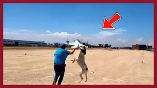 The BEST Animals FAILS🤗Funniest Animal Fails Compilation😁 [upl. by Limemann351]