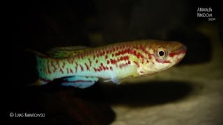 Gardners Kilifish Fundulopanchax gardneri amp Lyretail Killifish Aphyosemion australe [upl. by Bogoch]