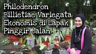 PHILODENDRON BILLIETIAE VARIEGATA EKONOMIS DI LAPAK TANAMAN PINGGIR JALAN  EP 87 [upl. by Millburn]