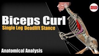 Biceps Curl Single Leg Deadlift Stance  Anatomical Analysis [upl. by Briny]