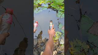 Fishing ChallengeshortsreelsUnique Style Plastic Bottle Hookhook [upl. by Hcurob]