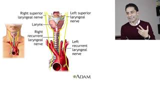 أمراض الغدة الدرقية quot9quot  Graves Disease Management [upl. by Nevaed681]