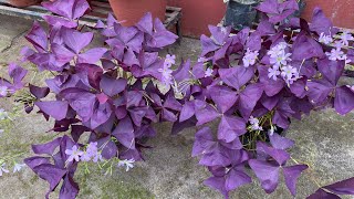 Update of my oxalis triangularis plant [upl. by Nahgen]