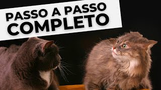 TUDO Sobre Adaptação entre GATOS Como introduzir um Novo Gato em Casa [upl. by Junius]