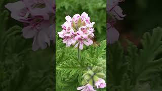 Pelargonium graveolens  Rose Geranium  🌸 Pelargonia pachnąca nature flowers vlog [upl. by Wilinski]