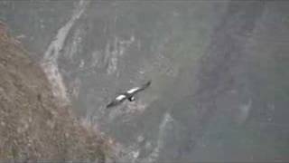 The Andean Condor [upl. by Salomo]