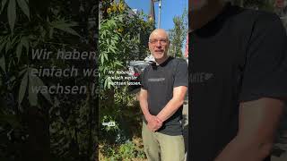 Eine riesige Hanfpflanze mitten auf dem Gehweg in Berlin shorts cannabis [upl. by Anitnatsnok]