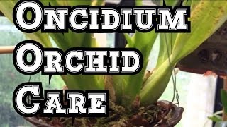 Orchid Care Is it a Spike or Root How to stake Oncidium orchid Spikes [upl. by Doralynne]