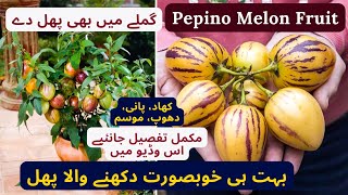 All About Pepino Melon Fruit Plant  Grow Uniqe Fruit In Pot  Rare Garden [upl. by Conah105]