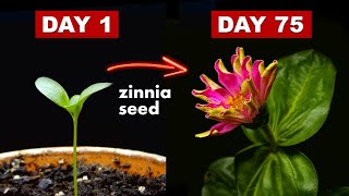 Growing Zinnia Flower From Seed  75 Days Time Lapse [upl. by Towill]