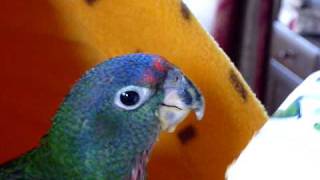 アケボノインコ「アケミちゃん」の挿し餌 Blueheaded Pianus Baby [upl. by Jan]