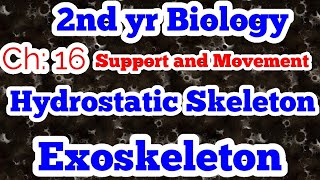 Hydrostatic skeleton  Exoskeleton  Ch 16  lec 1  2nd yr bio [upl. by Rebecka373]