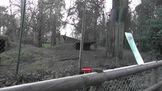 AngryPlayful Asiatic Lions Paignton Zoo Environmental Park 20th January 2012 [upl. by Netsrijk]