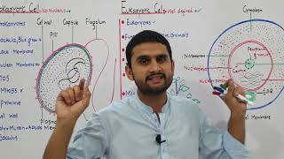 Ch4 Lec 21 Prokaryotic and Eukaryotic cell Fsc Part1 UrduHindi lecture MDCAT NEET NCERT Bilal [upl. by Margy]