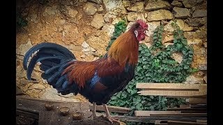 Singing Rooster  Wake Up Call  Best Online Alarm [upl. by Gothart]