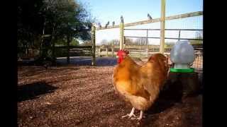 Buff Orpington crowing [upl. by Waller]