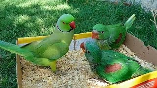 Parrot and Babies Funny Compilation [upl. by Enelcaj]