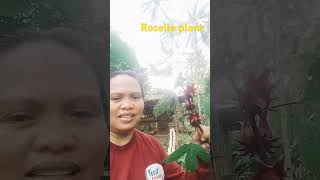 Organic Roselle planta very plenty [upl. by Tanney]