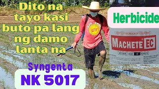 HERBICIDE SA TRANSPLANTED METHOD PINAKATIBAY GAMITIN  agrisikap [upl. by Fidellas844]