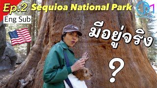 พาดูต้นไม้ยักษ์อเมริกา ใหญ่ที่สุดในโลก อายุ 3200 ปี มอสลา  EP2 Sequioa National Park [upl. by Geithner]