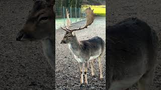 Wild Deer Moments with Tamil Vibes – Yaar Andra Aah Payyan youtube tamil [upl. by Lizzy615]