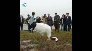 💃Welcome to Yancheng Foreign guests had close encounters with redcrowned cranes [upl. by Fagaly]