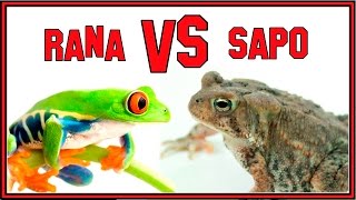 La Diferencia Entre Ranas y Sapos [upl. by Jeb860]