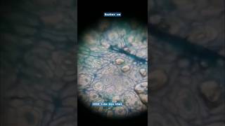 Observing stomata under a microscope 🔬 biology school science education scienceexperiment [upl. by Jerrilyn]