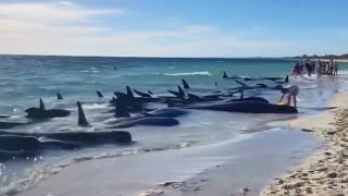 At Least 28 Pilot Whales Die After Being Stranded on Beach [upl. by Branscum]