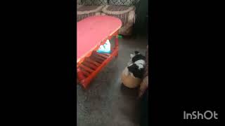 Dog ball game funny 🐕🐕 [upl. by Plotkin]