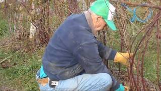 Tractorshaw boysenberries swale ponds no text [upl. by Aicats332]