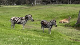 WERRIBEE open range Zoo [upl. by Worra532]