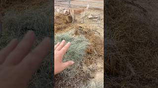 Composting Pile Updates cow compost carbon composting homestead animals [upl. by Galvin803]