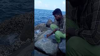 Man Catching Most Beautiful Aquarium Color Fish fishing fishingvideos thoondilulagam seafishing [upl. by Meehsar905]