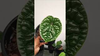 Anthurium Luxurians Collection anthurium Luxurians trending [upl. by Ahsiya64]