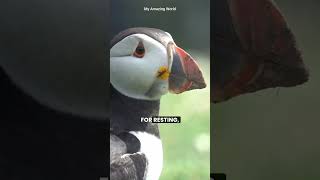 The Incredible Bird That Swims Like a Fish Puffin Animal Birds Wildlife AnimalLover [upl. by Noj]