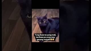 pusang gala shorts viralvideos catlover [upl. by Akyre441]