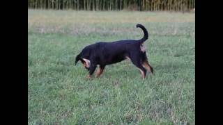 entlebucher sennenhund  wiga [upl. by Jone61]