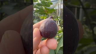 Crozes fig fruit farm garden farmersmarket gardening love nature world sun figs texas [upl. by Edna]