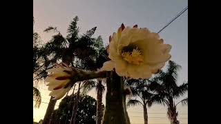 Cereus Cactus Night Booming Flowers Time Lapse [upl. by Teerprug912]