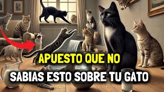 10 MITOS SOBRE GATOS ¡Descubre la verdad tras el mito [upl. by Anicart68]