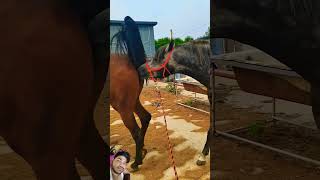 horse equestrian horselover horseriding animals funny remixart comedyfilms entertainment [upl. by Knowle]