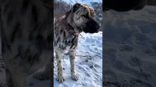 Top 6 dog breeds that can take down a lion p4 kangal rhodesianridgeback [upl. by Leay]